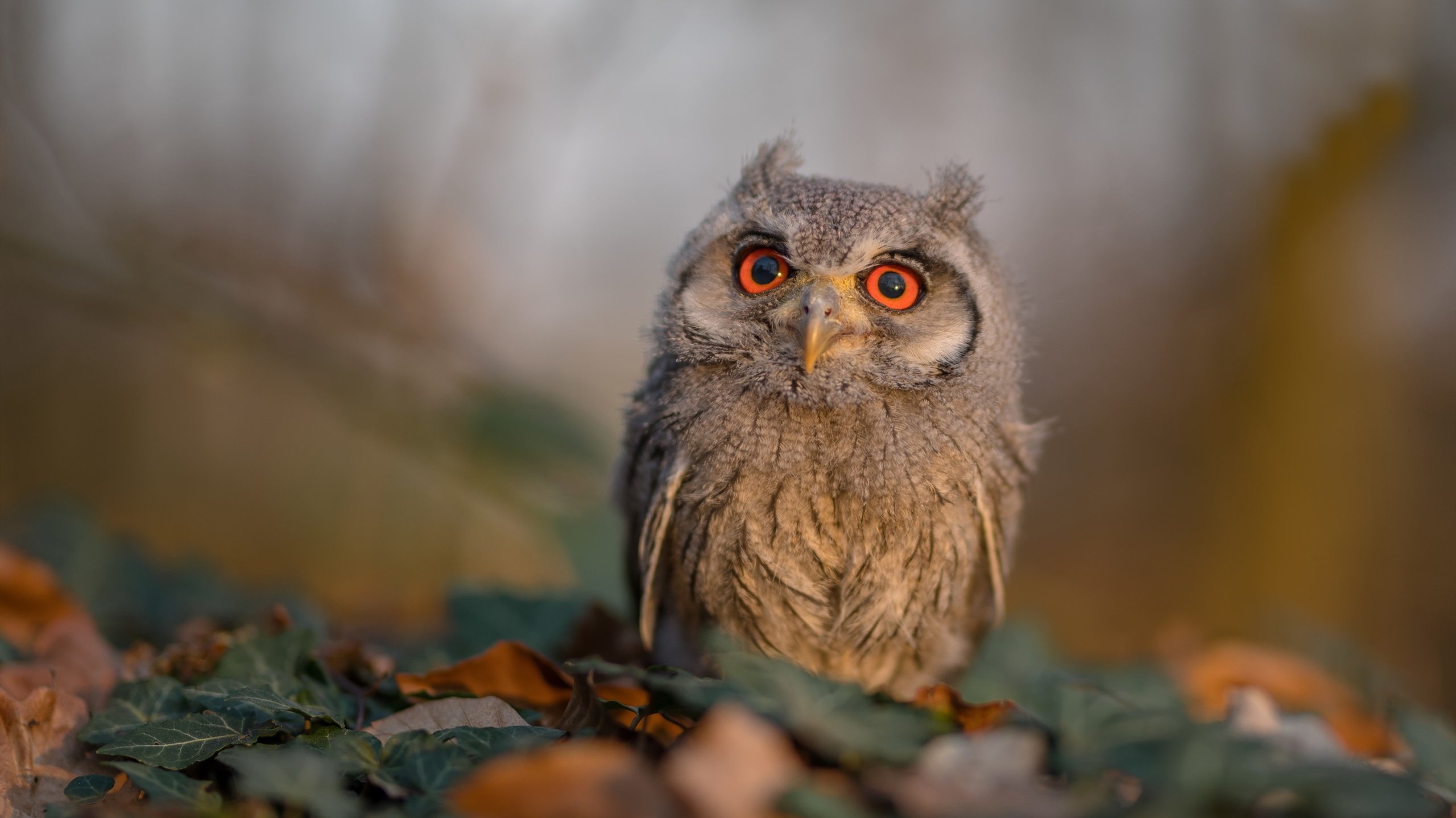 巴西男篮在巴黎奥运会小组赛中展现防守强度，巴西男篮奥运会历届成绩