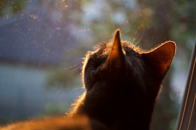 开云集团中国官网-太阳队迎战联盟新秀，期待稳赢，太阳队kidd